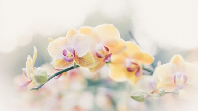 ¿Cómo cultivar tu orquídea y no matarla en el intento?